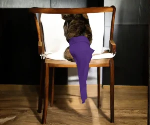 Purple Cat Protector