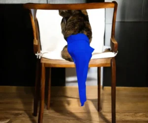Royal Blue Cat Protector