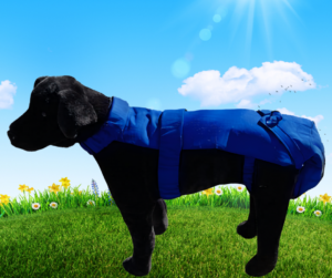 Royal Blue Protector